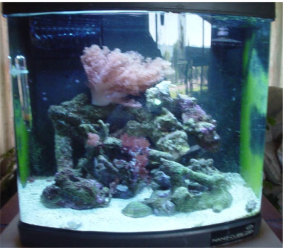 my tank