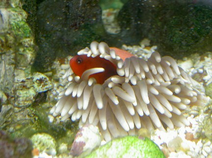 This new Red Saddleback (a.k.a. Fire) Anemonefish is aproximately 1.5 inches long, but does not...