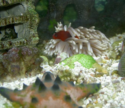 This new Red Saddleback Anemonefish is aproximately 1.5 inches long. He is hosting in a Heteractis...