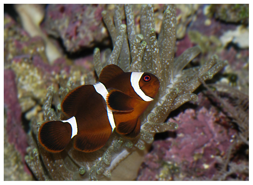 My maroon clown began living in a new bubble tip aneomone within 30 minutes of introducing it to...