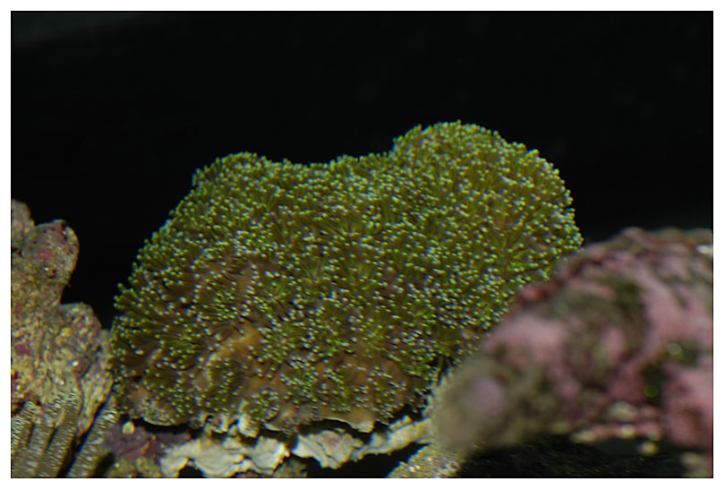 Just added this nice specimen to the tank...