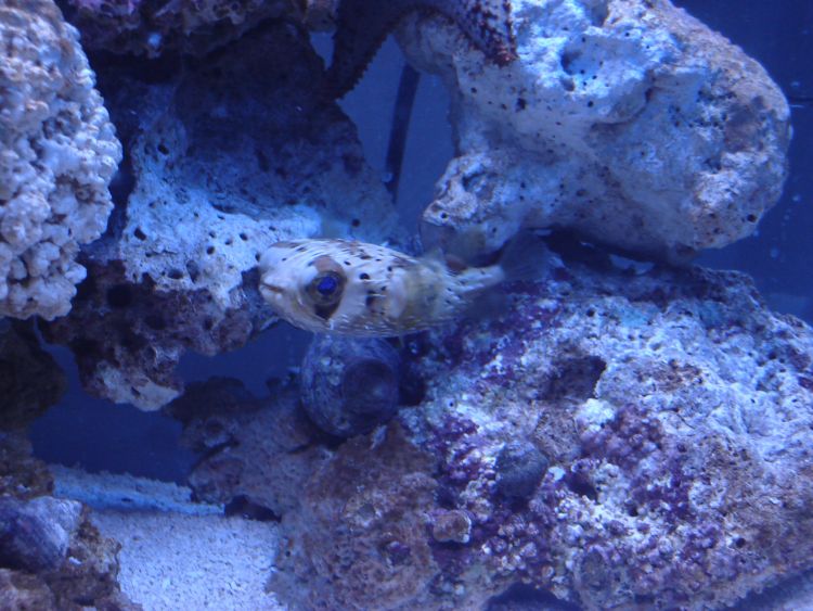My 55 FOWLR- Porcupine Puffer the best Dog I&#039;ve ever owned...LOL