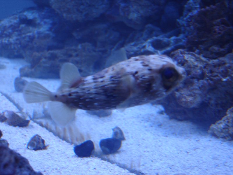 My 55 FOWLR- Porcupine Puffer 4 Inches and Loves to eat