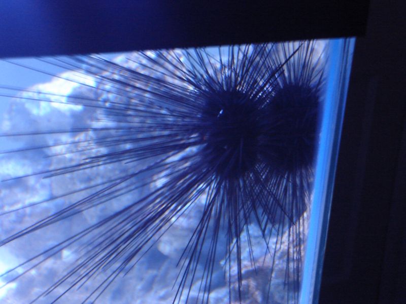 My 55 FOWLR- Long-Spined Urchin He&#039;s a Big One
