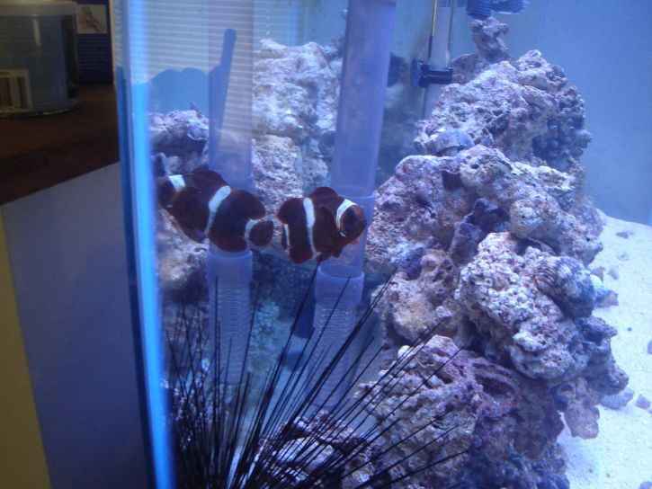 My 55 FOWLR- Maroon &amp; Gold Clown I&#039;ve had this guy for around 2 years. He was a baby when...
