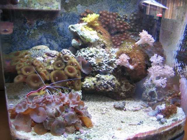 This is my first tank and I&#039;m already addicted.  Bought it for $100 fully stocked.