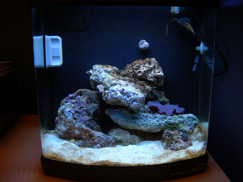 Just added some coral to my new 6gal Nanocube, very excited.... I just got 10x less productive at...