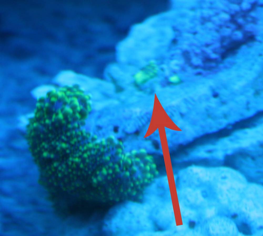 Not a great shot but the arrow points at one of the baby rics
