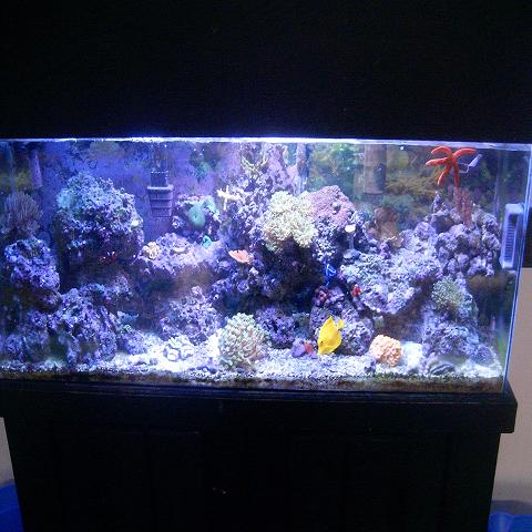 A pic of my old 55g tank 1.5 years old