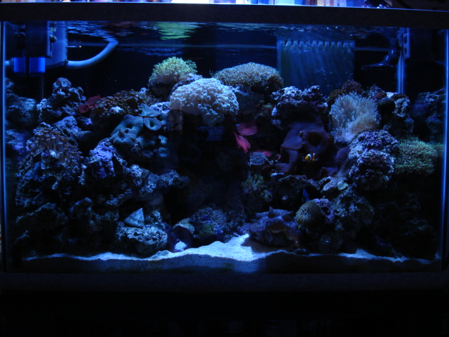 This is a picture of my 30g reef as of 8/9/06.  Eventhough I am running out of space, I still have...