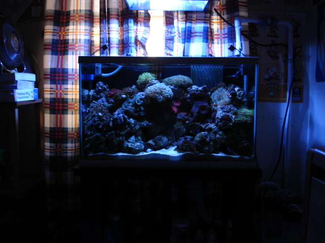 Farther view of my 30g reef to give a better overall look of my tank.