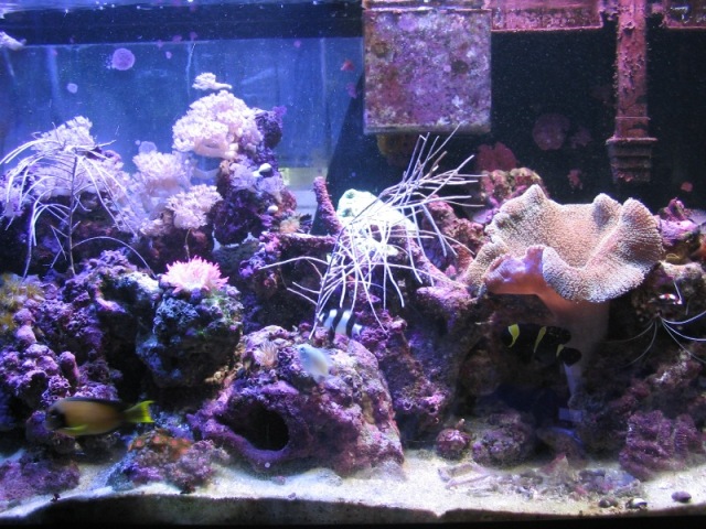 The left side metal halide is a 20K XM and on the right is a 10K Ushio. I thought the Ushios were a...