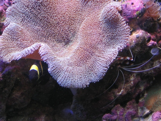 The carpet anemone just loves the clown or is it the other way around <img...