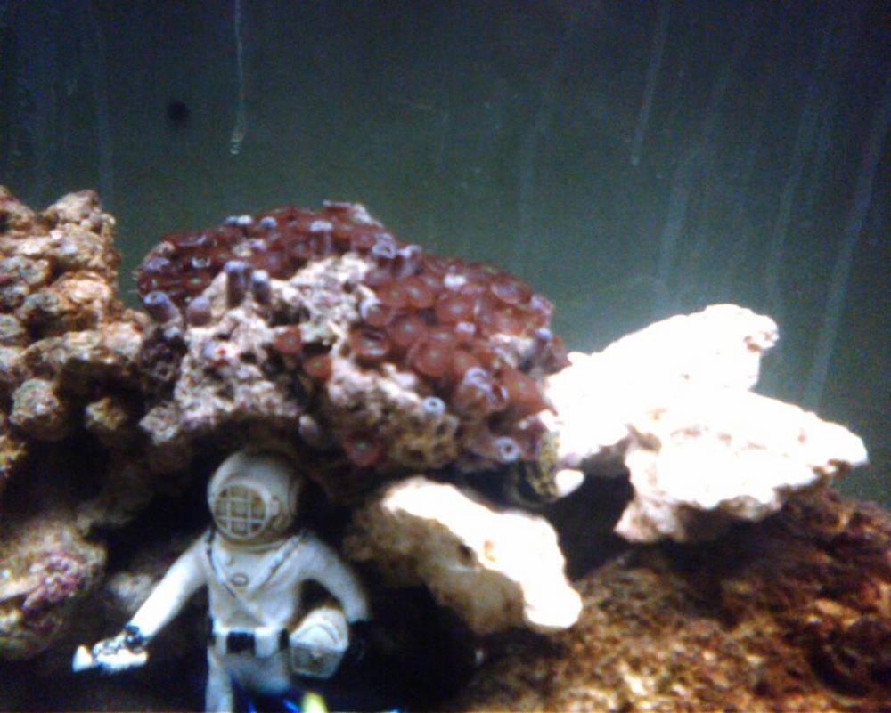 My first coral