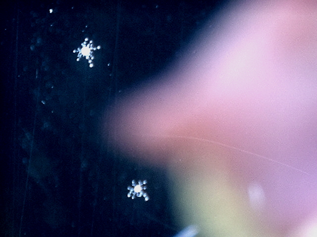unknown glass dwellers