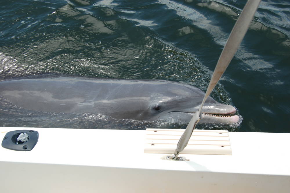 This is Begger the dolphin, he likes to beg for food at the boats...some people have been bit by...