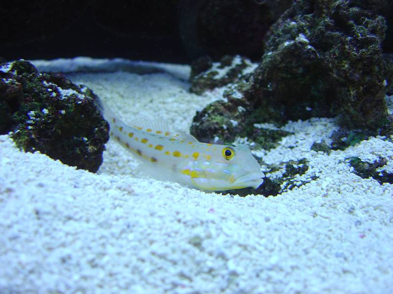 My Diamond Goby