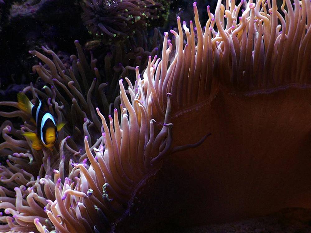 She adores her anenome. Feeds her everytime I feed the tank seafood. The anenome is fast outgrowing...