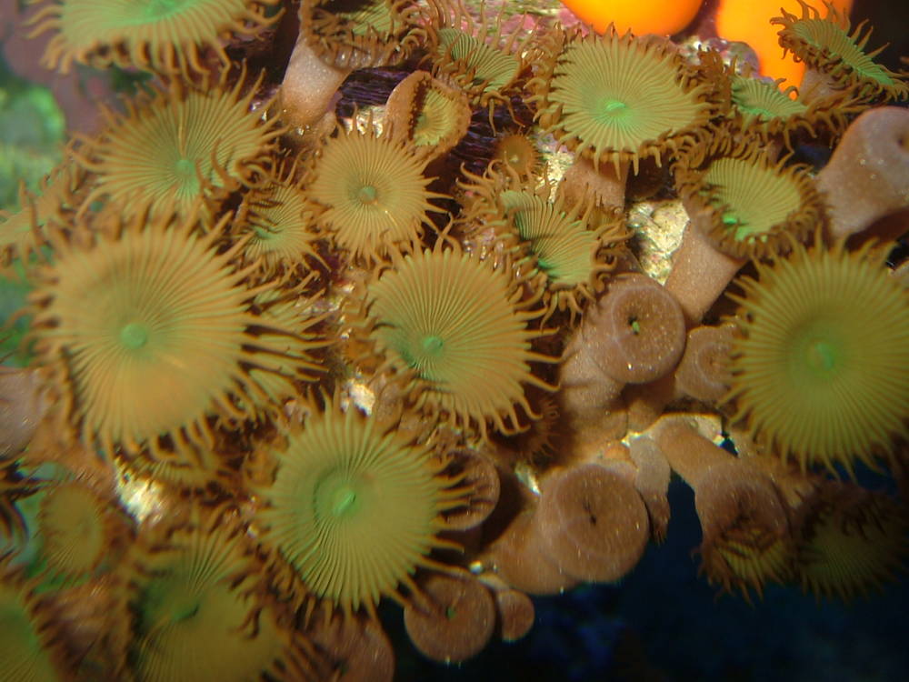 polyps