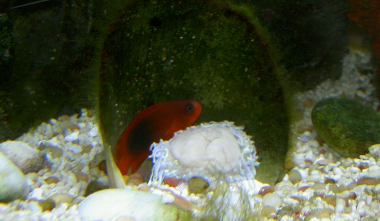 After the attack by a Chocolate Chip Seastar, the red Saddleback anemonefish looks almost as...