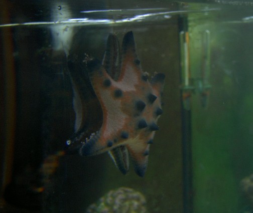 Separated from the anemone, the Chocolate Chip Seastar is on the side of the tank, eating some...