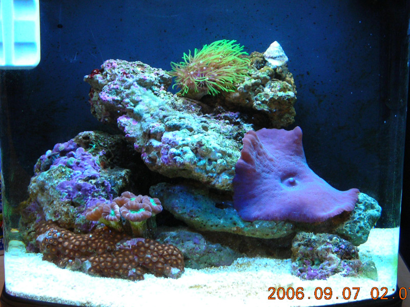 Looking even sweeter... there&#039;s a clown fish in there too... but as soon as you come near the...