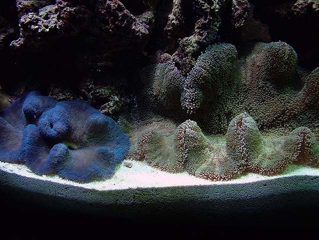 Just got these 2 days ago. My first carpet anenomes. Bought them from a guy from craigslist.com for...