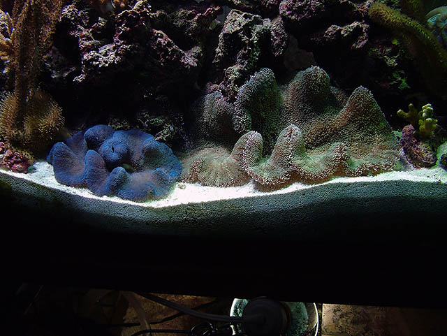 Just got these 2 days ago. My first carpet anenomes. Bought them from a guy from craigslist.com for...