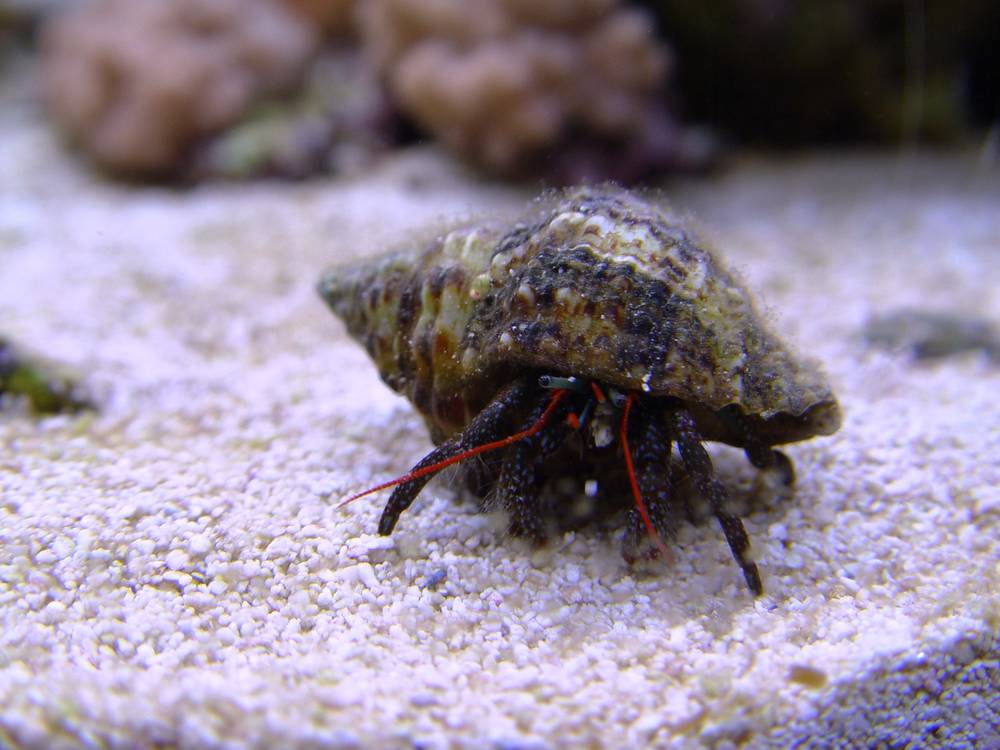 Close up picture of a Dwarf Red Tip Hermit Crab.