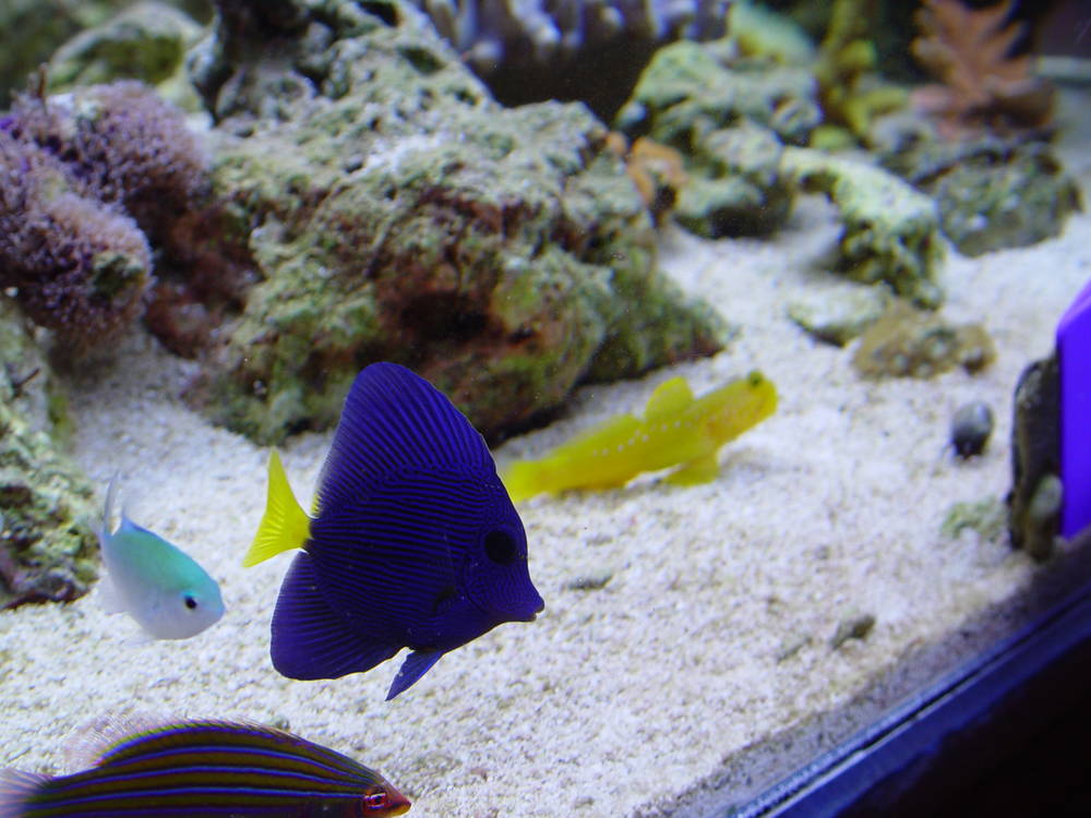 Group shot of some of my fish.