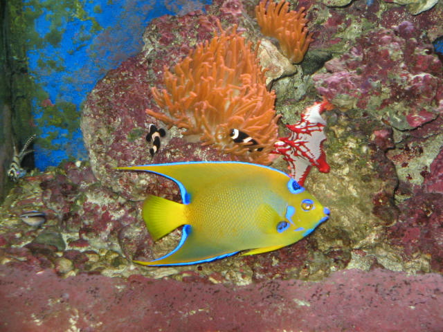 Queen Angelfish - Show