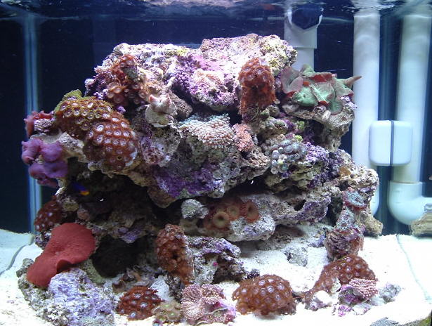 How many pics of this tank is apollo&#039;sowner gong to post?