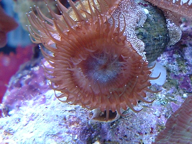 developing 2nd set of fronds