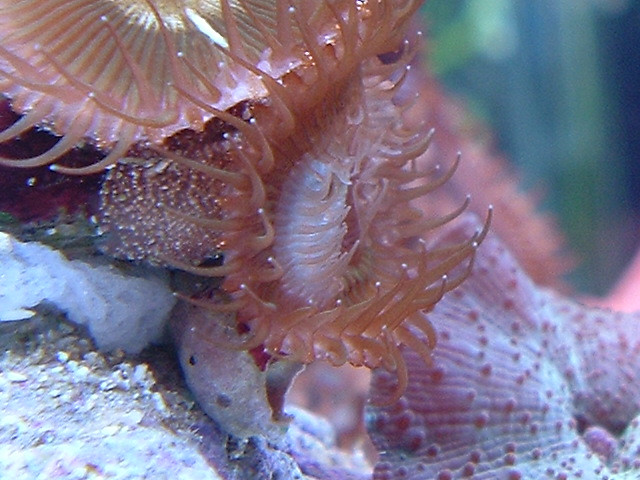 developing 2nd set of fronds