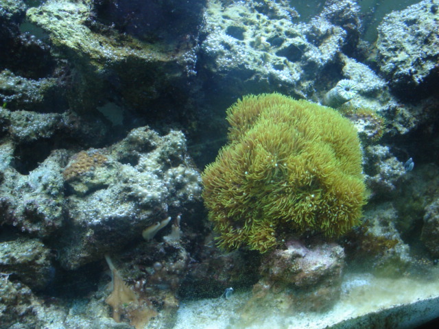 Green Star Polyps