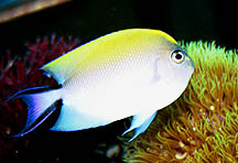 RC&#039;s female swallowtail angelfish.