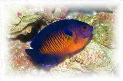 RC&#039;s first fish, now a year old. Colors and stripe pattern earned him the name &quot;Mike the...