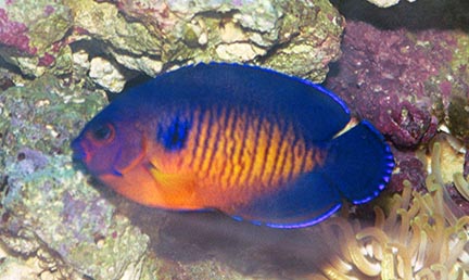 RC&#039;s first fish, now a year old. Colors and stripe pattern earned him the name &quot;Mike the...