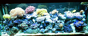Used as a room divider, the reef is set in the middle of the tank so it can be viewed from both...