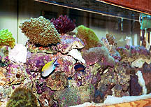 Used as a room divider, the reef is set in the middle of the tank so it can be viewed from both...