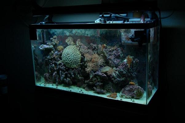 This tank has been setup for 4 years. As of <br />
11-16-06 i have a big brain, pulsing xenia,...