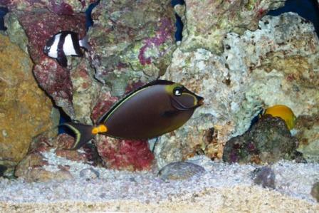 New family member. Naso Tang