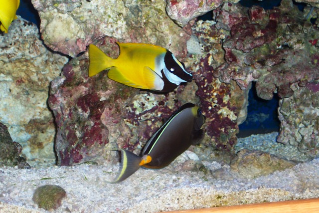 New family member. Naso Tang