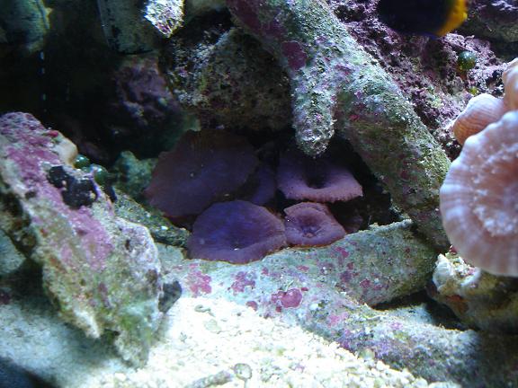 i love these. they are some of my favorite corals!
