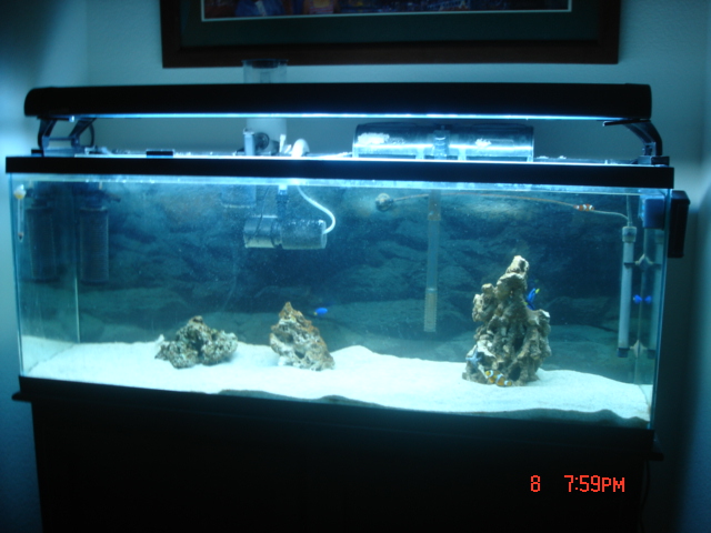 this is my first saltwater tank im startin out