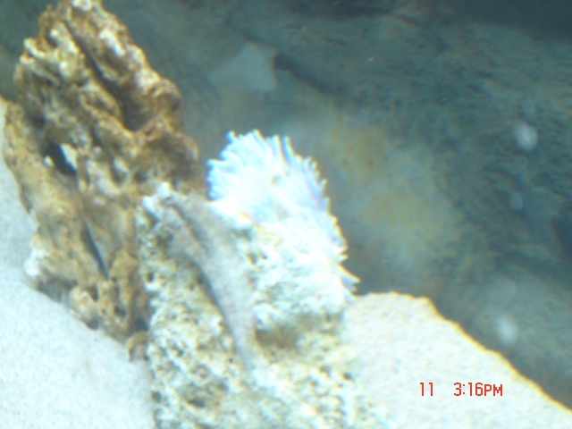 blenny and anenome