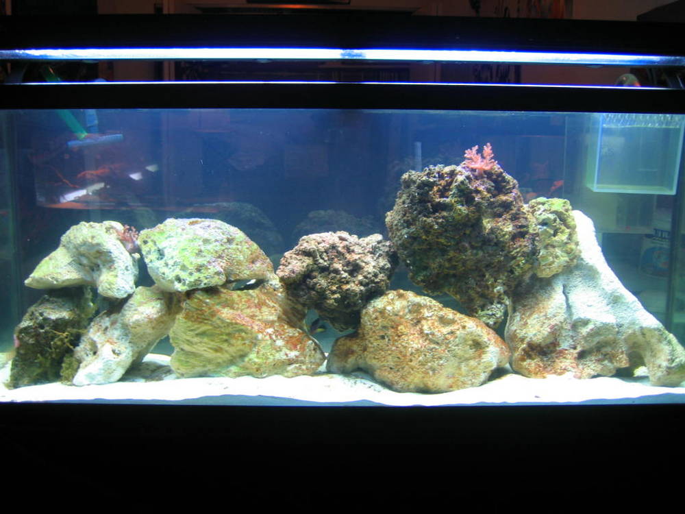 Just set her up. Only 1month and about 2weeks old.