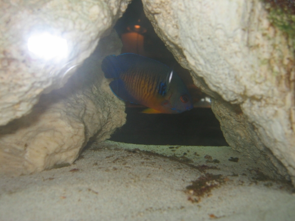 This is my Coral Beauty. Shes a lil shy right now I just moved the tank all around and doesn&#039;t...