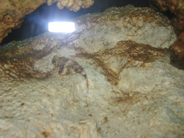 This is my scooter blenny. I named him scoots lol. Hes in the middle of the rock. Im surpirsed I...