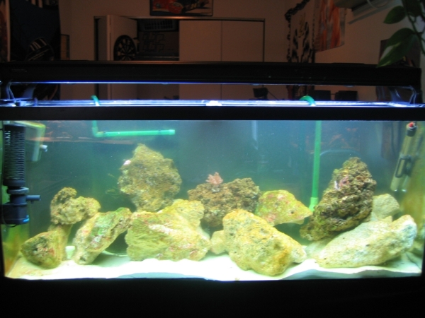 Man this is what my tank looked like before I went to a sump. Take a look at after what  a...